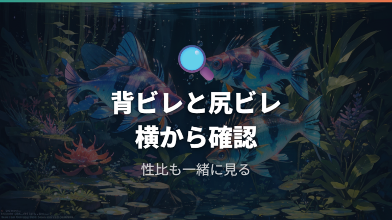 オスとメスの見分け方は背ビレと尻ビレを見る