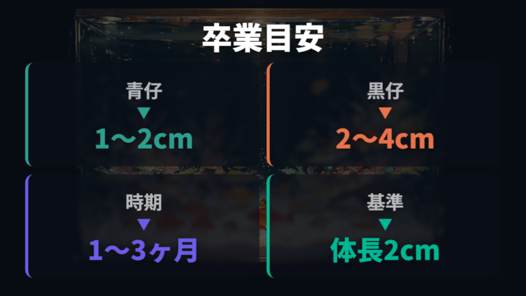 ブラインシュリンプ卒業の目安は日数よりサイズで判断する