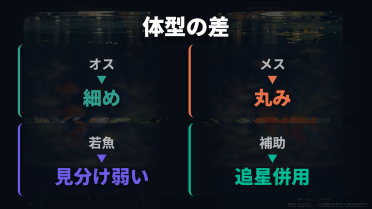 体型やひれで見る性別の違いは補助材料として使う