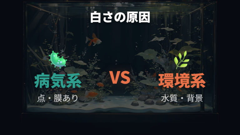 水質悪化とストレスの影響で白っぽく見えることもある