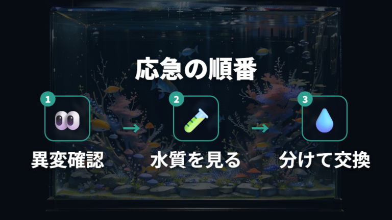 魚が死にそうな時の応急処置は観察から順番に進める