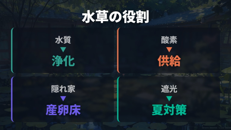 水草の種類と役割を配置前に押さえる