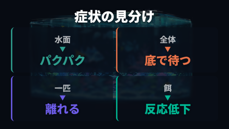弱ったメダカの症状と対処は全体症状と一匹だけを分けて見る
