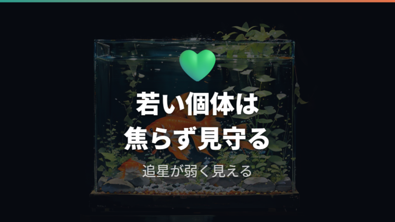 若い金魚は性別判定が難しい理由を知る