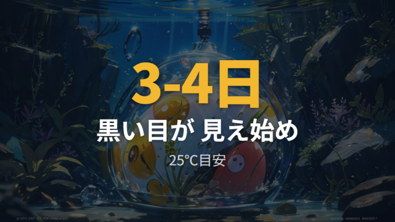 卵の中に目が見える時期は3〜4日ごろが目安