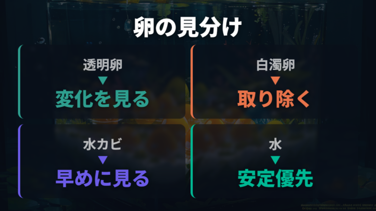 卵のカビを防ぐ管理方法は無精卵の除去と水の安定