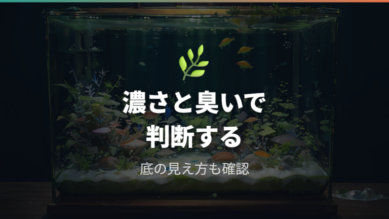 グリーンウォーター飼育の水替え目安は濃さと臭いも見る