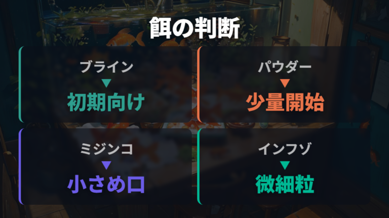 孵化後の稚魚に与える餌の種類と回数を決める
