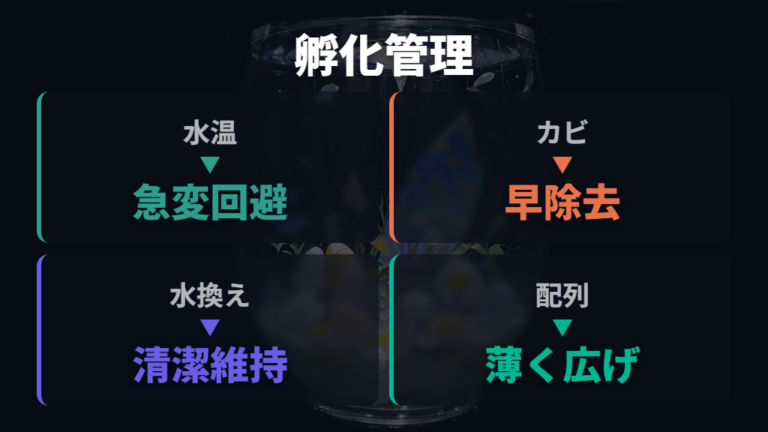卵を孵化まで管理するコツを水温・水換え・カビ対策で比べる