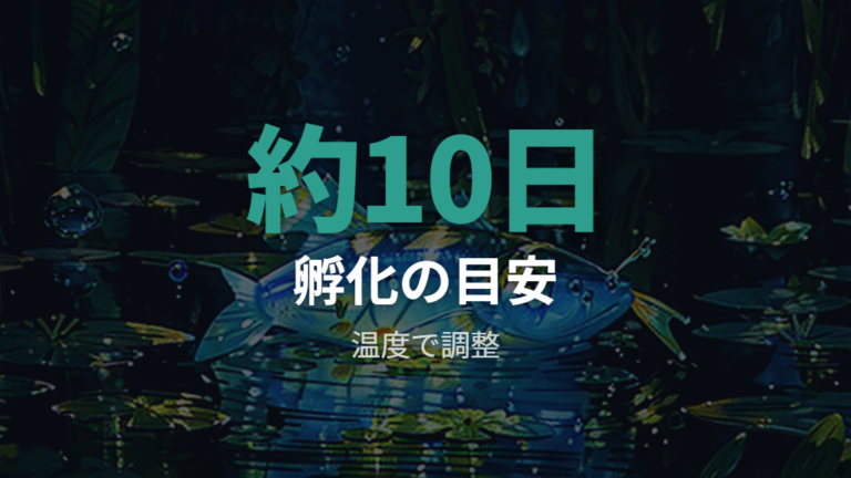 孵化までの日数と稚魚の準備を確認する