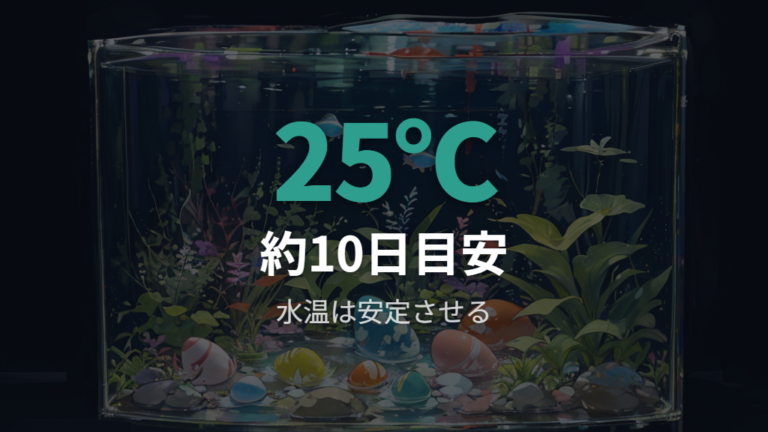 隔離容器の水温と水換えは孵化日数から逆算する