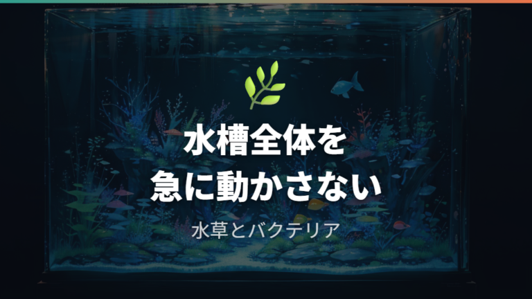 失敗しない水作りの基本はバクテリアと水草を壊さないこと