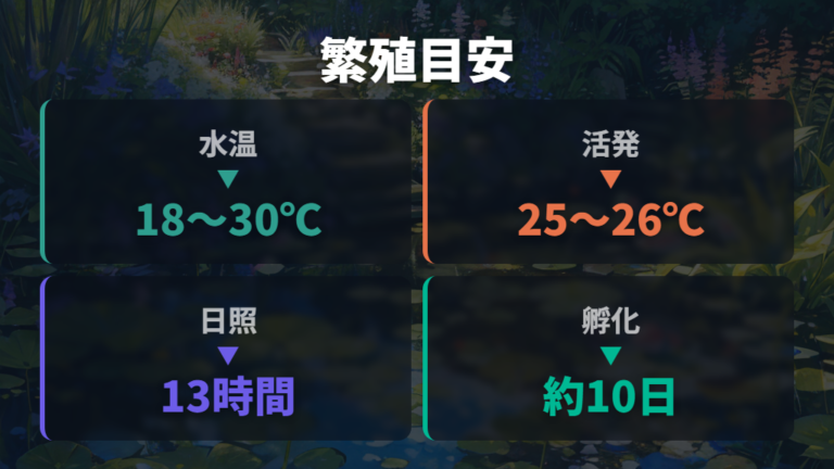 屋外で繁殖させるコツは水温・日照・産卵床をそろえる