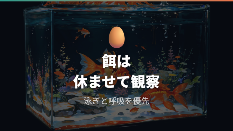 水換え後の餌やりは当日控えて様子を見る
