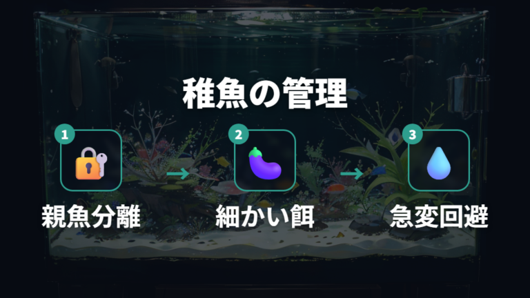 稚魚を育てる管理は親魚と分けて餌を細かくする