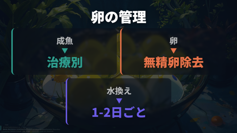 卵に出るカビの対処法は成魚と分けて考える