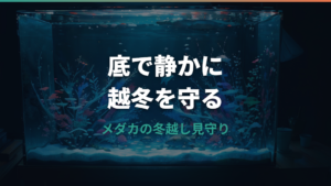 メダカの冬眠は何度から?屋外冬越し・餌・水換えの注意点
