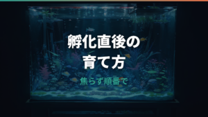 メダカの稚魚の育て方|孵化直後から餌・水換え・隔離まで失敗しない手順