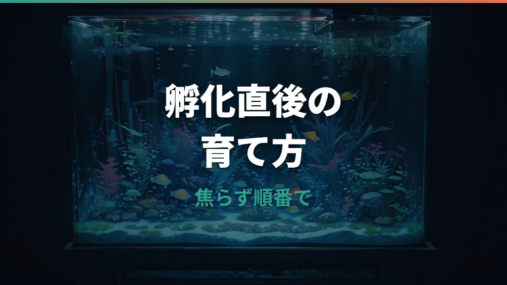 メダカの稚魚の育て方｜孵化直後から餌・水換え・隔離まで失敗しない手順