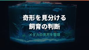 メダカの奇形は飼える?背曲がりの見分け方と原因・繁殖で増やさない対策