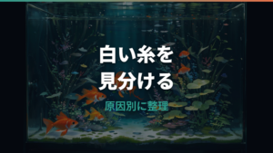 金魚の白い糸はフン?寄生虫?見分け方と対処法を整理