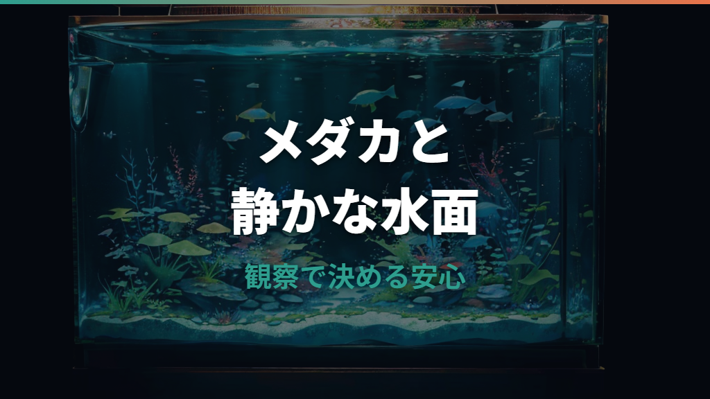 メダカはエアレーションなしで飼える？条件と酸欠サインを整理