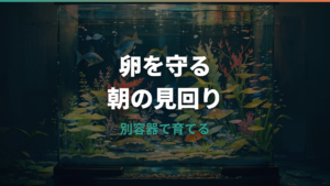 メダカが卵を食べる理由と食べられないための採卵・隔離方法
