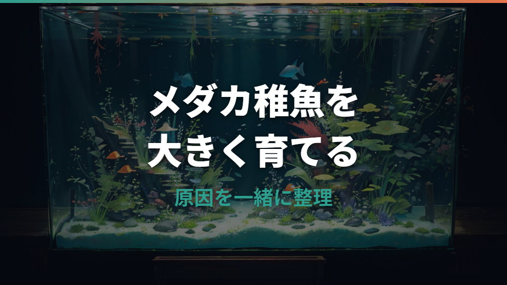 メダカの稚魚が大きくならない原因は？餌・水温・容器・過密の見直し方