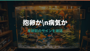 金魚の妊娠の見分け方|産卵前のサインと病気との違い
