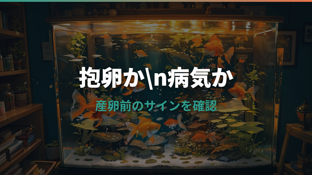 金魚の妊娠の見分け方｜産卵前のサインと病気との違い