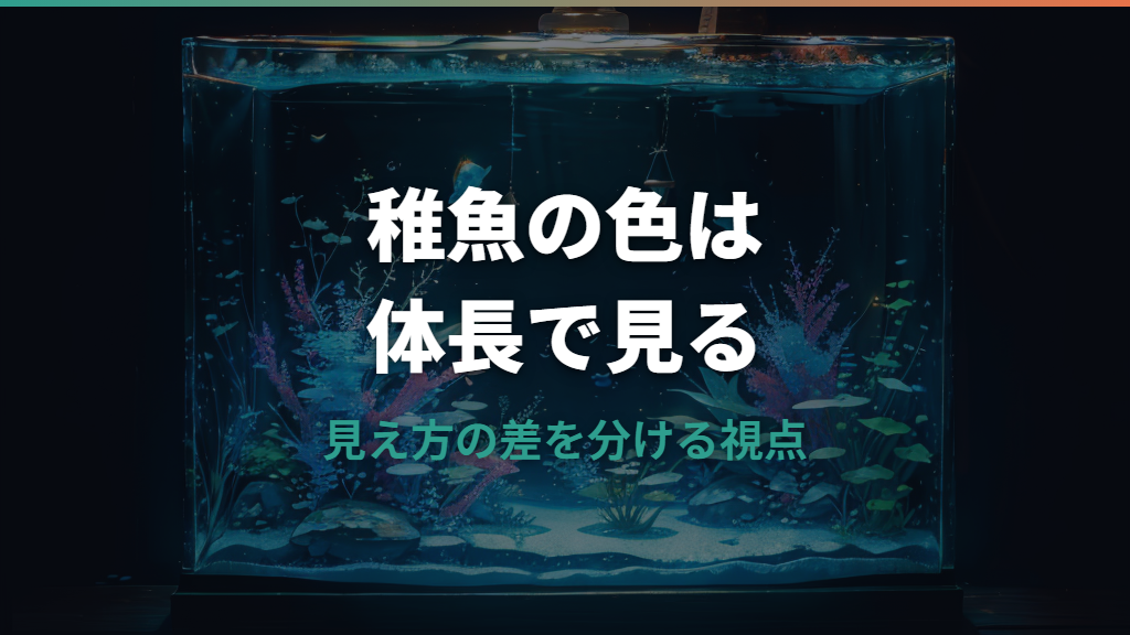 メダカ稚魚の色はいつから分かる？体長と品種別の見分け方