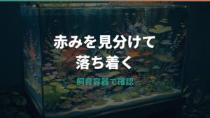 メダカの脱腸は治る?赤いものが出る症状の見分け方と対処法