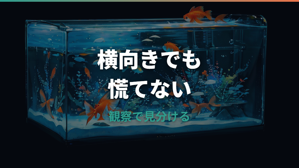 金魚が横向きで死にそうな時の原因と応急処置｜転覆病・塩浴・水質の見分け方