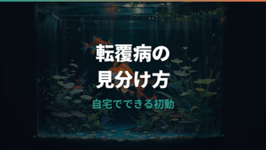 転覆病の金魚は治る?症状の見分け方と自宅でできる応急処置