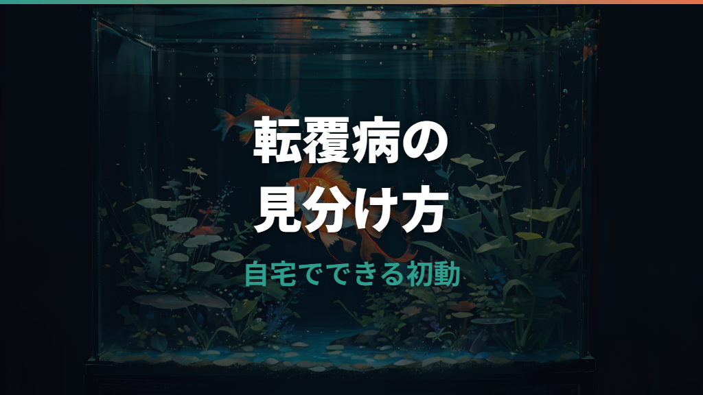 転覆病の金魚は治る？症状の見分け方と自宅でできる応急処置