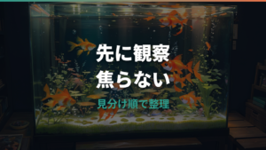金魚の卵詰まりの症状と見分け方|自宅でできる対処と危険サイン
