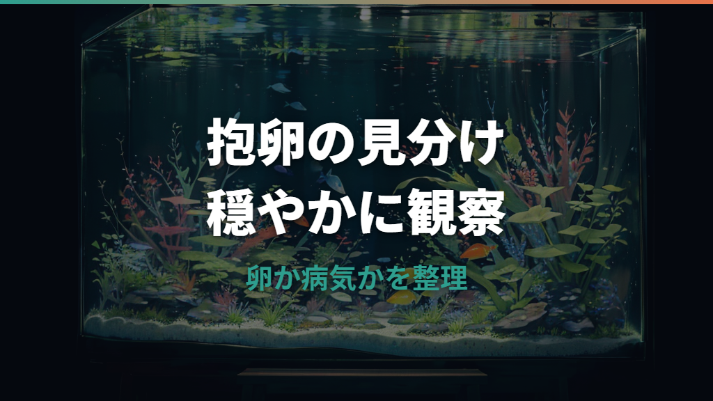 メダカ妊娠中の見分け方｜卵を持ったメスと病気・過抱卵の違い