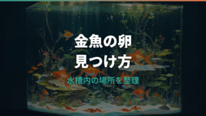 金魚の卵はどこに産む?水槽内で見つかる場所と見分け方