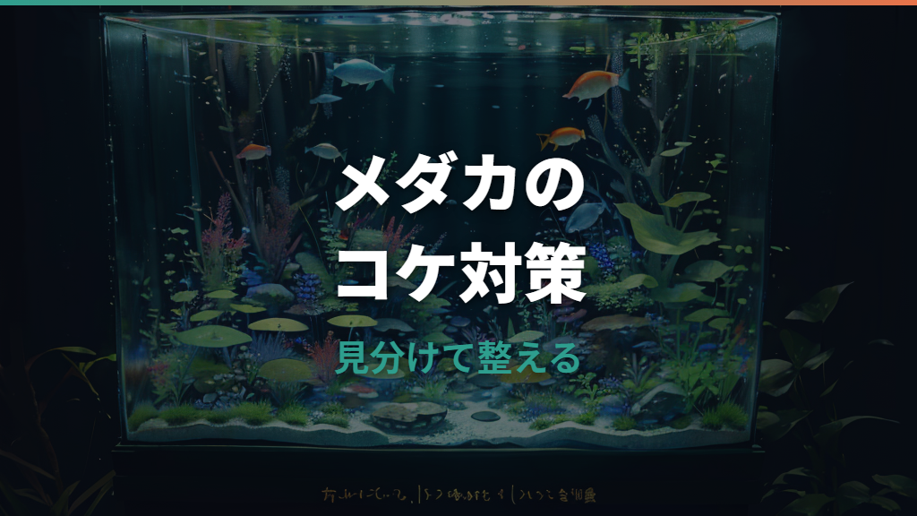 メダカはコケを食べる？掃除役としての限界と本当に効く対策