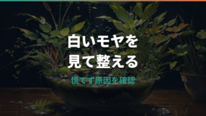 水槽の水にカビ?白いモヤの正体と魚に負担をかけない掃除方法