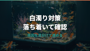 水槽立ち上げの白濁りは何日待つ?原因と対策商品を整理