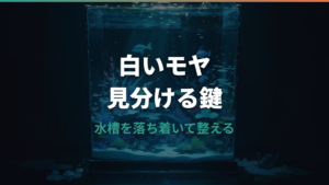 水槽の水カビとバクテリアの違いは？白いモヤの見分け方と安全な対処法