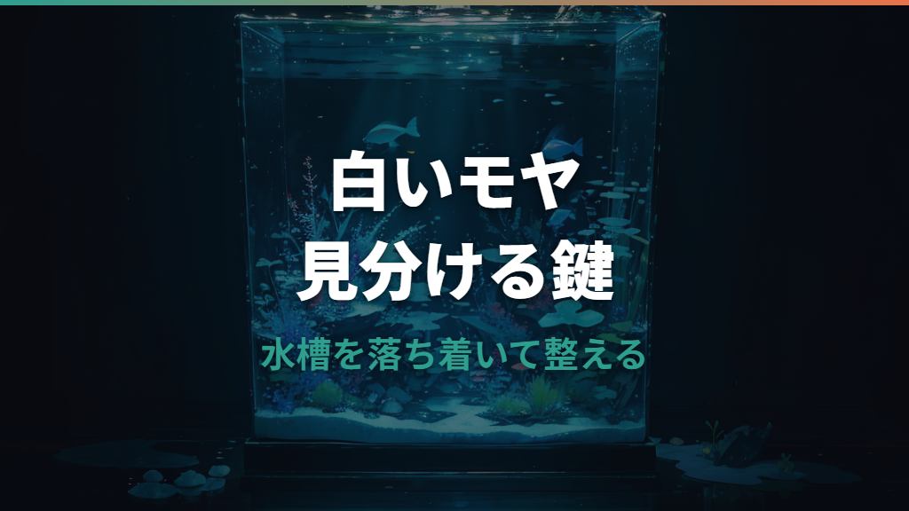 水槽の水カビとバクテリアの違いは？白いモヤの見分け方と安全な対処法