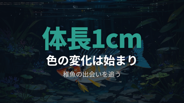 稚魚が色づき始める時期は体長1cm前後を目安にする