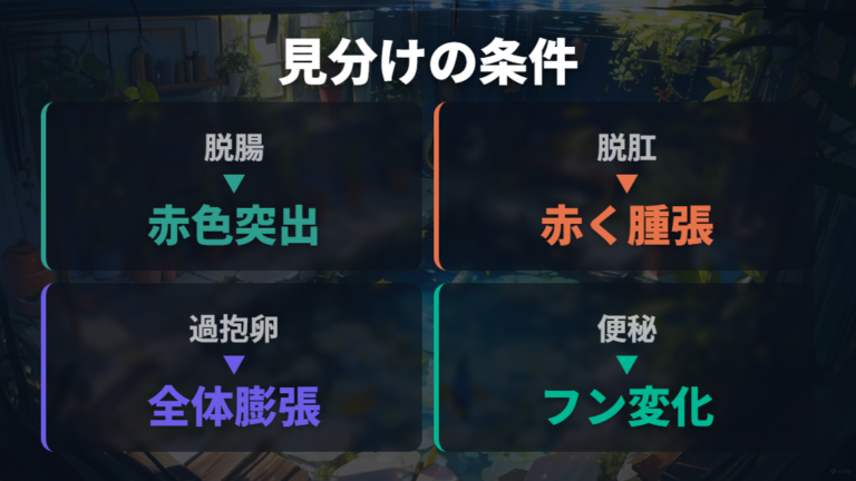 脱腸と卵詰まりの見分け方はお腹と肛門を見る