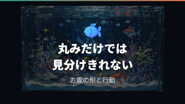 卵を持ったメスの見分け方は腹部の丸みから確認する