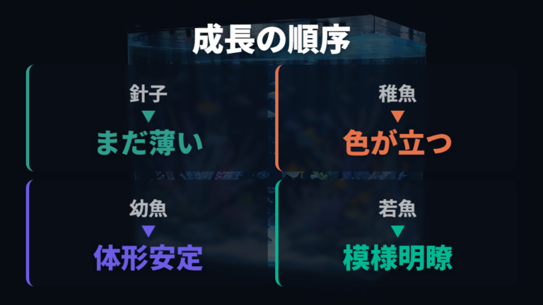 成長段階ごとの体色の変化をサイズで追う