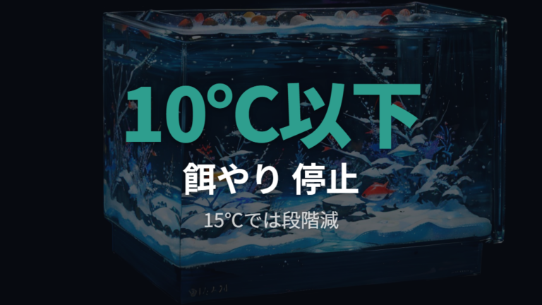 冬の餌やりを止める目安は10℃以下が基本