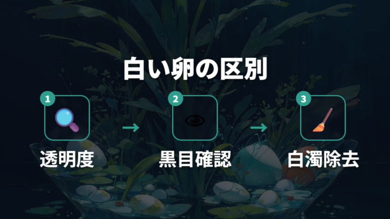 白い卵と無精卵の見分け方は透明感と日ごとの変化を確認する