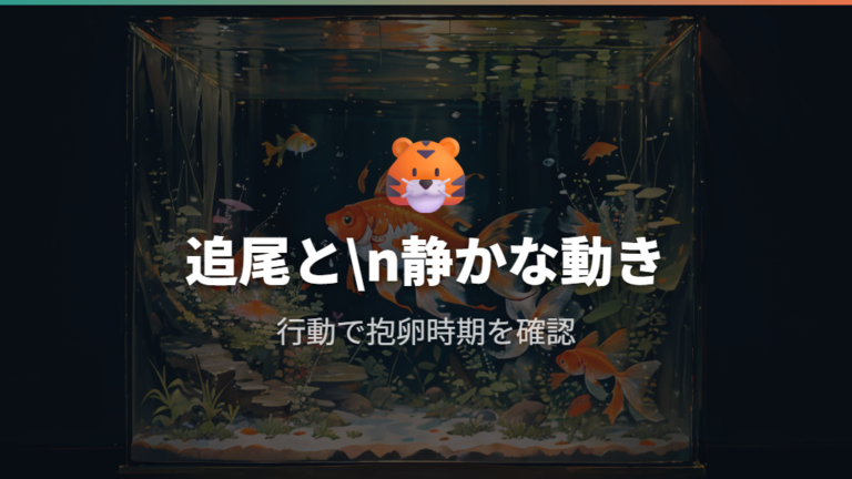 卵を持つ金魚の行動サインは追尾とじっとする動き